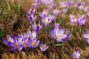Vahşi mor timsahlar ormanda çiçek açıyor. Crocus vernus.