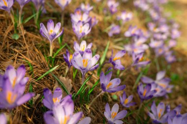İlkbaharda kır çiçekleri