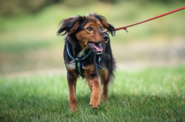 Köpek cinsi yeşil çimlerde kızıl saçlı