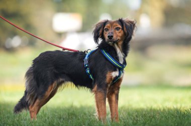 Yaz parkında bir çoban köpeği portresi.