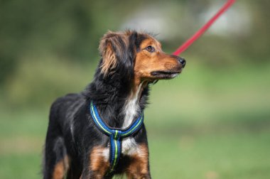 Yaz parkında bir köpeğin portresi.