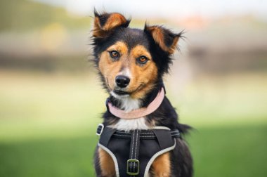 Parktaki bir köpeğin portresi