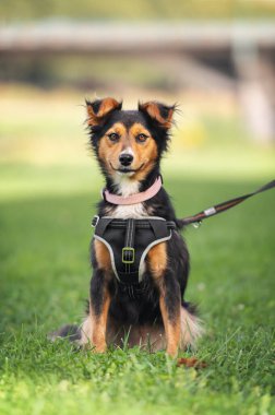 Melez küçük köpek portresi çimlerin üzerinde.