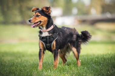 Yakalı siyah bir köpek.