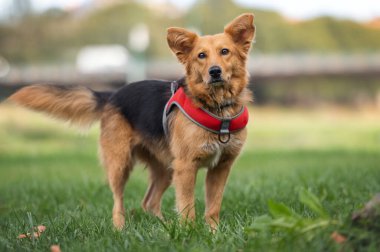 Köpek parkta yürüyor..