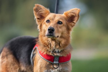 Şirin bir köpeğin portresi.