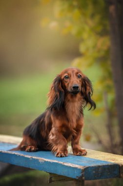 Güzel dachshund köpeği sonbahar parkında bankta oturuyor.