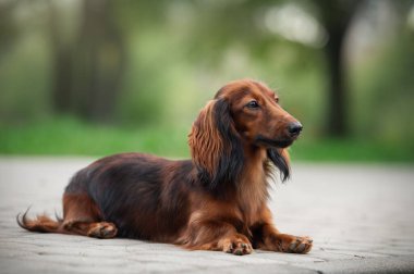 Şirin bir dachshund köpeği portresi
