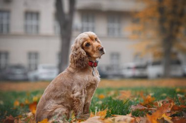 İngiliz cocker spaniel dog sonbahar parkında