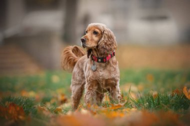 Sonbahar parkında tatlı İngiliz cocker spanyel köpeği