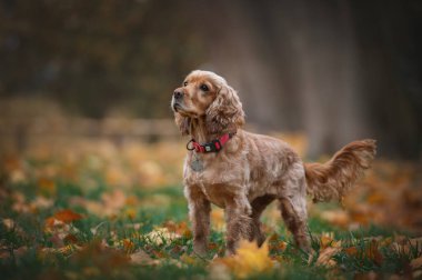 Sonbahar parkında tatlı İngiliz cocker spaniel. Doğadaki hayvan.