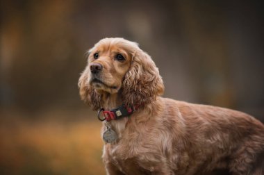İngiliz cocker spaniel köpek portre.
