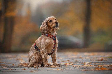 İngiliz cocker spaniel köpeği sonbaharda dışarıda oturuyor.