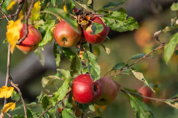 Bahçede olgun elmalar