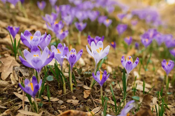 Mor timsahların güzel ilkbahar çiçekleri ormanda çiçek açar.