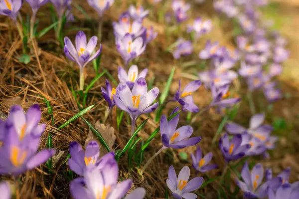 İlkbaharda kır çiçekleri