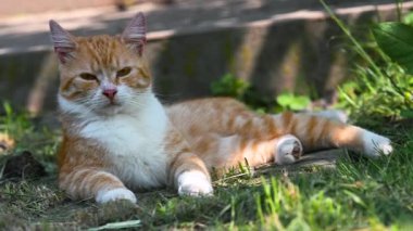 Bahçedeki sevimli kızıl kedi. Kürklü turuncu kedi gün ışığıyla dışarıda