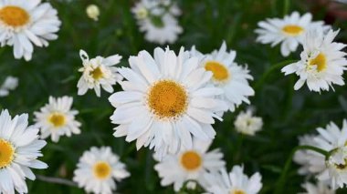 Yaz bahçesinde güzel beyaz papatyalar