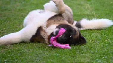 Amerikan akita köpeği oyuncakla oynuyor.