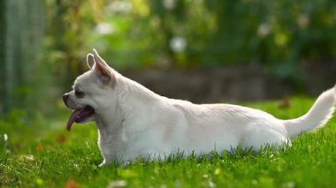 Çivava köpeği dışarıda yeşil çimlerin üzerinde yatıyor.