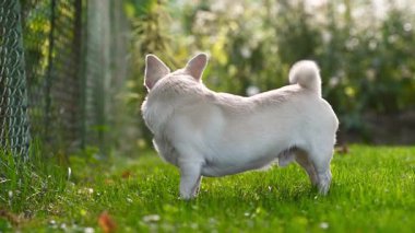 Küçük Chihuahua yeşil çimlerin üzerinde dururken havlıyor. Doğal yaz ışığı olan açık hava manzarası, enerjik küçük köpek..