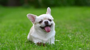 Yeşil çimlerde oynayan şirin bir chihuahua.