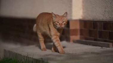 Kızıl kedinin yavaşça evin duvarına doğru yürümesi. Evcil hayvan gün ışığında zarifçe dışarı çıkıyor..