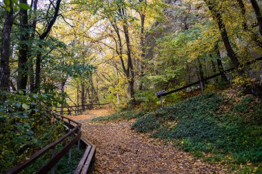 Parktaki sonbahar ormanı