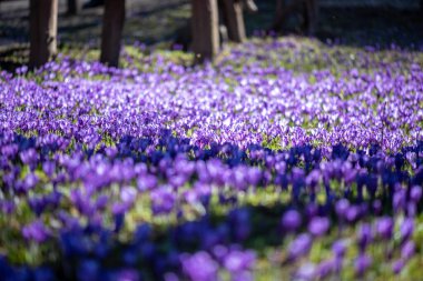 Baharda çayır tarlasında güzel mavi mor çiçekler. 