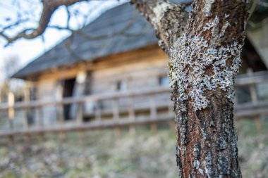 Bir ağaç gövdesinin yakın plan çekimi.