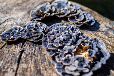 Kurutulmuş organik siyah beyaz üzümler.