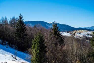 Baharın başlarında dağlarda. Karlı tepe ve kozalaklı orman