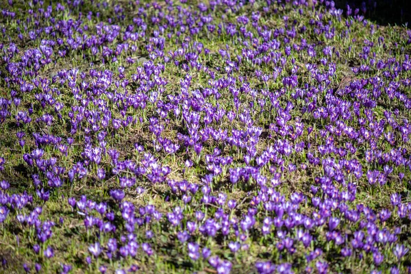 Belles Fleurs Pourpres Bleues Sur Champ Prairie Printemps — Photo