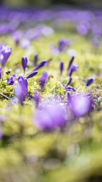 Baharda Çayır Tarlasında Güzel Mavi Mor Çiçekler — Stok fotoğraf
