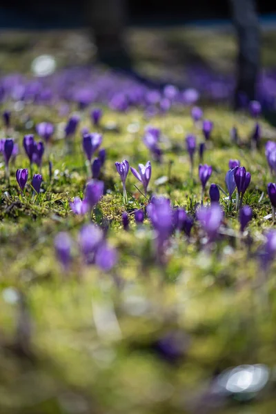 Baharda Çayır Tarlasında Güzel Mavi Mor Çiçekler — Stok fotoğraf