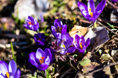 Baharda çayır tarlasında güzel mavi mor çiçekler. 