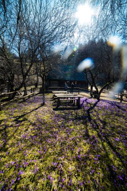 Parkta güzel bahar çiçekleri