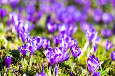 Ormandaki güzel mor kır çiçekleri