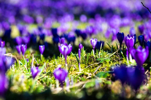 stock image beautiful purple crocus flowers in the forest