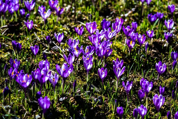 Beautiful Purple Crocus Flowers Garden — Stock Photo, Image