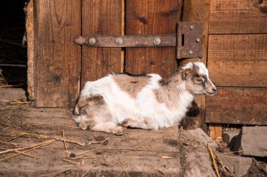 Keçi çiftliği. Tarladaki küçük keçi