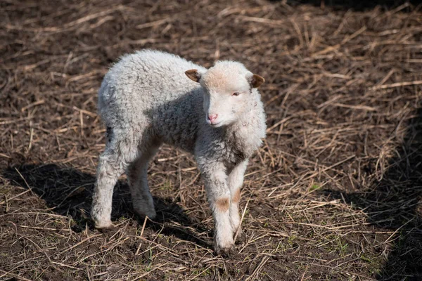 Πρόβατα Στο Βοσκότοπο — Φωτογραφία Αρχείου