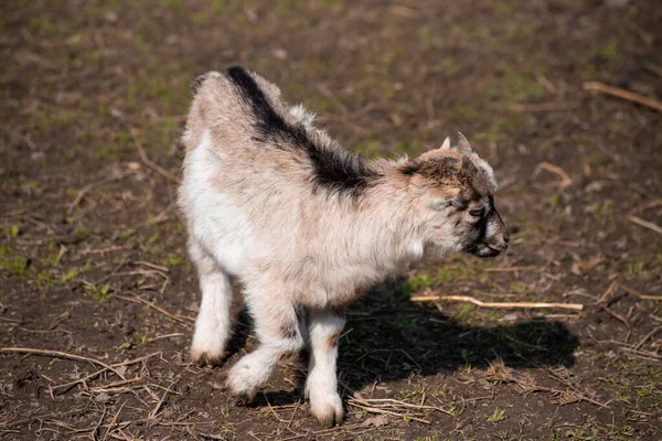 Goats Farm Little Goat Field — Stock Photo, Image
