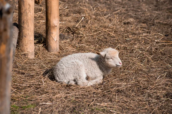 Cordeiro Jovem Está Comendo Uma Cabra Bebê Branco — Fotografia de Stock