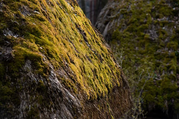 Mousse Sur Les Rochers Dans Forêt — Photo