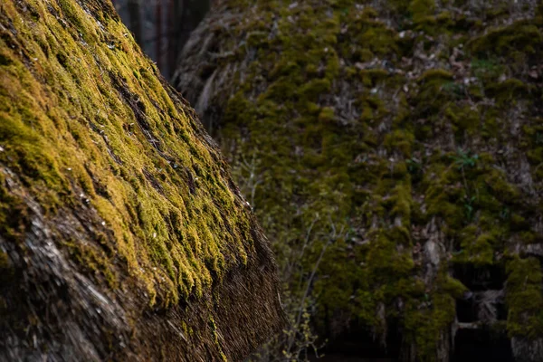 Мох Скелях Лісі — стокове фото