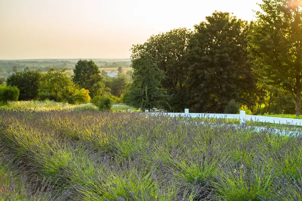 Wunderschöne Landschaft Mit Einem Lavendelfeld — Stockfoto