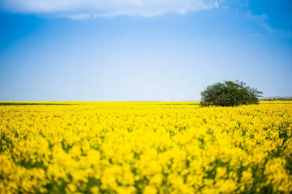 Campo Violación Amarillo Primavera — Foto de Stock