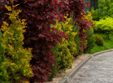 Peyzaj tasarımındaki süs bitkileri. İngiliz bahçesi. Modern binalar.