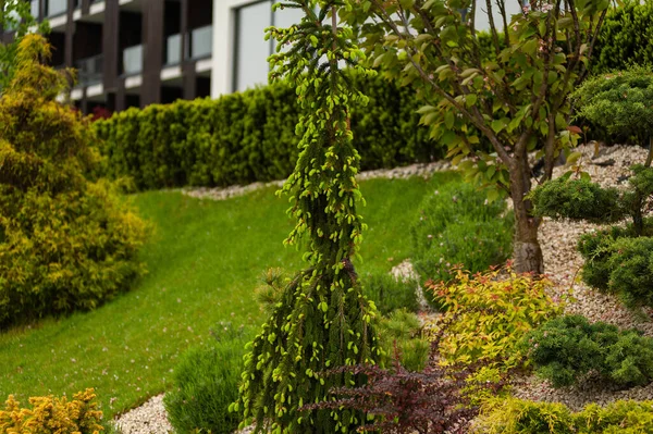 Okrasné Rostliny Krajinném Designu Anglický Dvorek Moderní Budovy — Stock fotografie